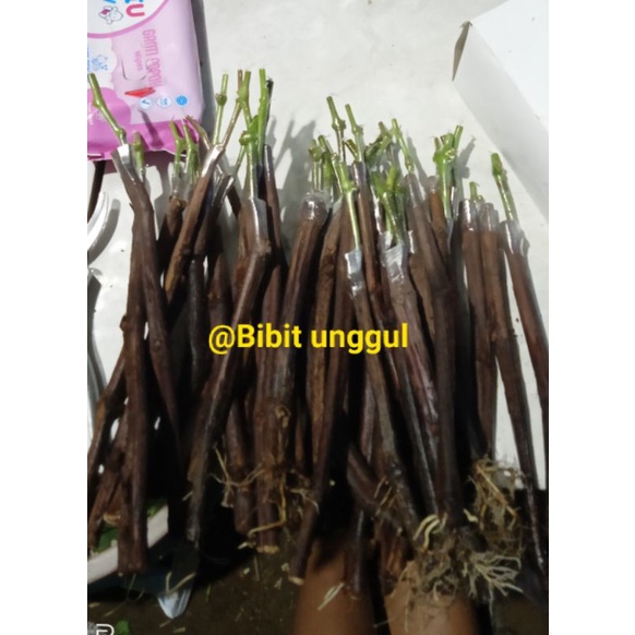 Cuting grafting anggur import