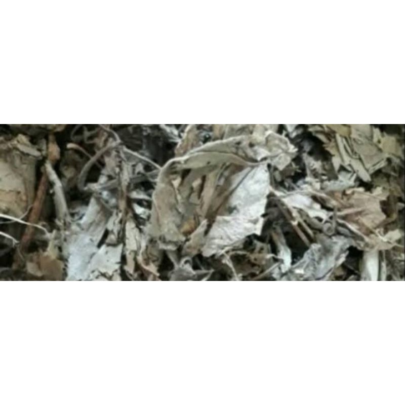 

DAUN SIRIH BUBUK | TERMURAH | 1 KG