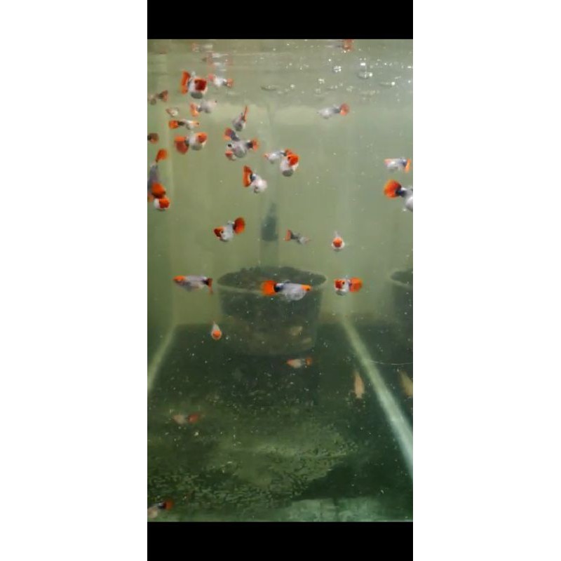 guppy tuxedo koi balon