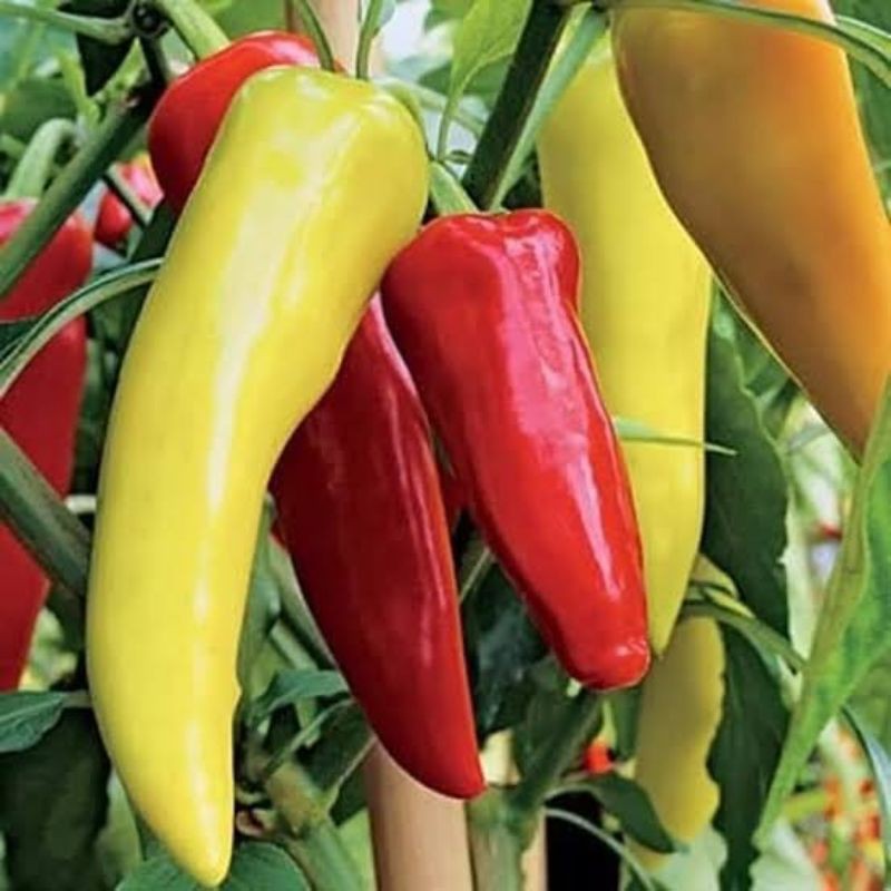 Benih cabe jumbo pisang Cabai hot pepper banana