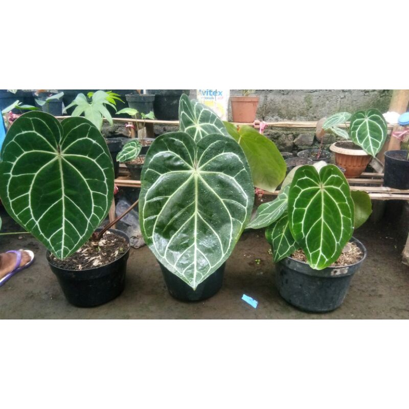 ANTHURIUM MAGNIFICUM F1/kuping gaajah jumbo stang kotak