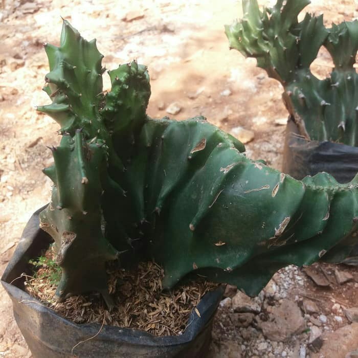 Tanaman Hias Kaktus Kerang Pohon Kaktus Kerang Shopee Indonesia