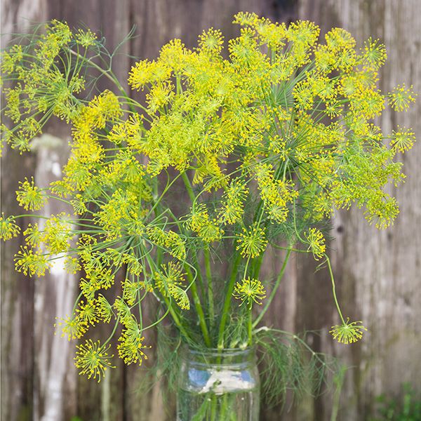 Benih-Bibit Dill Bouquet (Haira Seed)