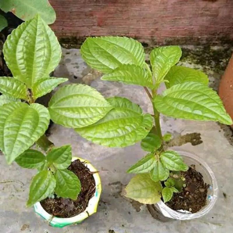 

bibit pohpohan segar