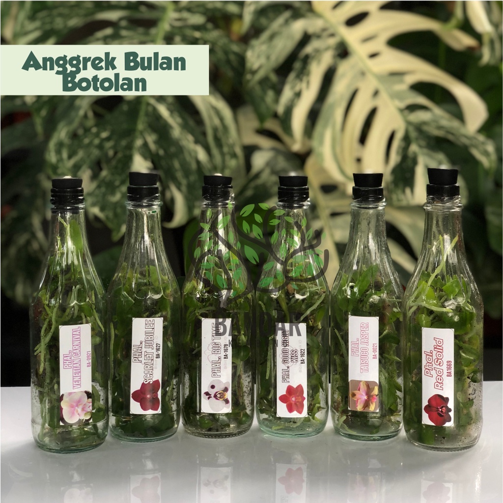 ANGGREK BULAN BOTOLAN BIBIT ANGGREK BULAN SEEDLING ANGGREK BULAN ANGGREK BULAN BOTOL