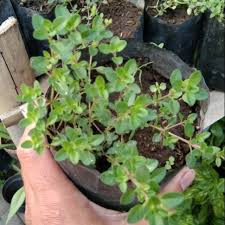 Bibit Tanaman Thyme