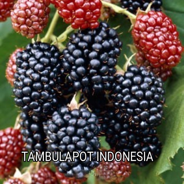 READY POHON MURBEI TANAMAN MURBEI BIBIT MURBEI BUAH ARBEI BUAH BESARAN .