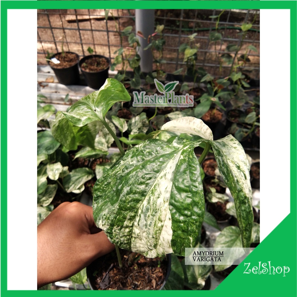 Amydrium Zippelianum Variegata / Amydrium Varigata Ori