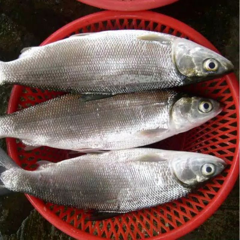 

ikan bandeng kecil