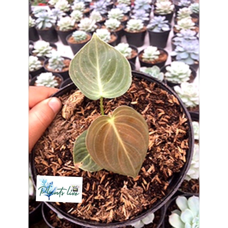 philodendron melanochrysum melano