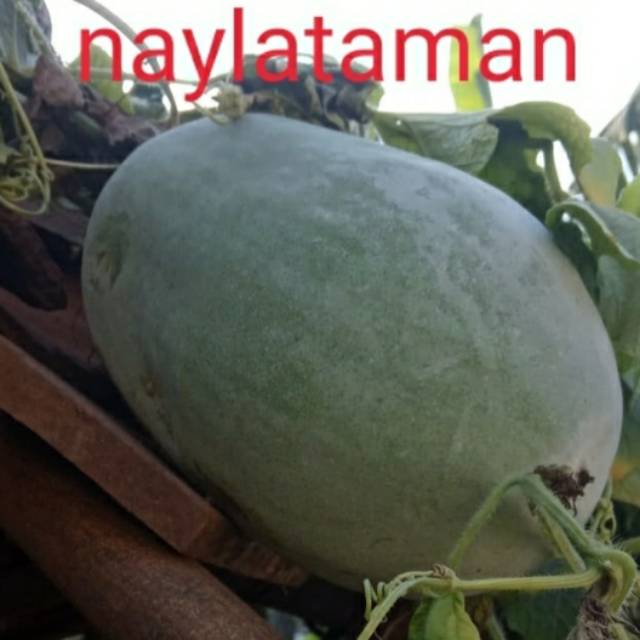 

1,7 Sampay 2 kg buah bligo/kundur fres baru d petik