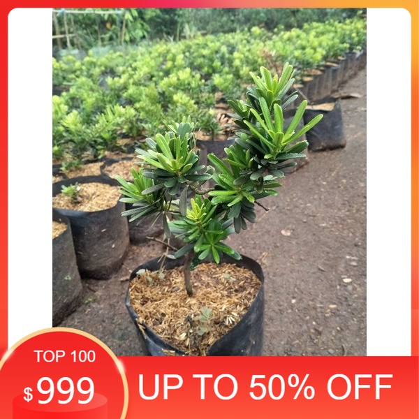 bonsai lohansung cincuan