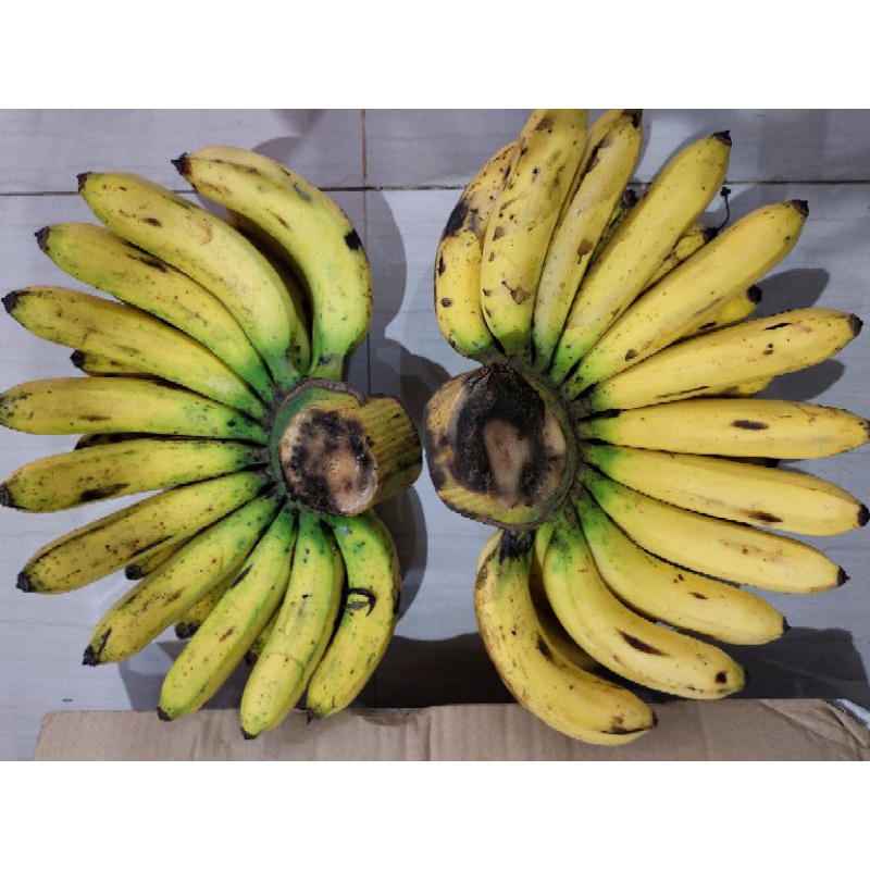 

PISANG BARANGAN BESAR JUMBO