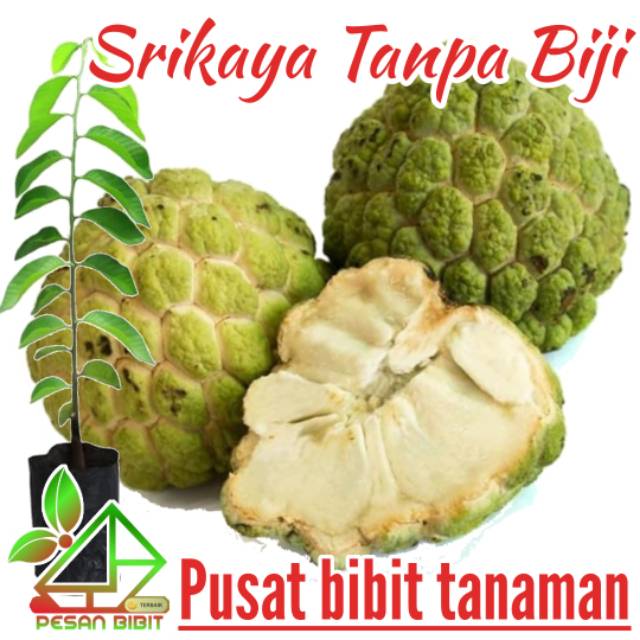 Bibit srikaya tanpa biji SRIKAYA JUMBO srikaya paling manis SRIKAYA UNIK srikaya paling murah