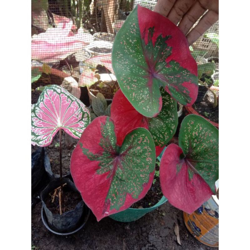 MURAHTanaman hias keladi baret-keladi baret merah