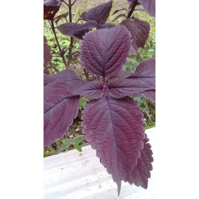 

Daun jawer kotok merah segar 500gram