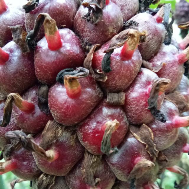 

HEMAT! Buah honje ungu/ honje laka