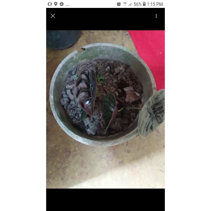 BUNGA TENGKORAK HITAM/ALOCASIA CUPREA