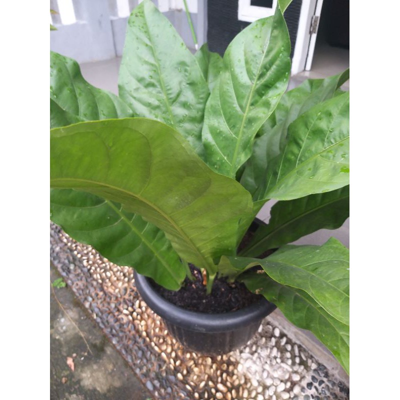 Tanaman Hias Gelombang Cinta pot besar