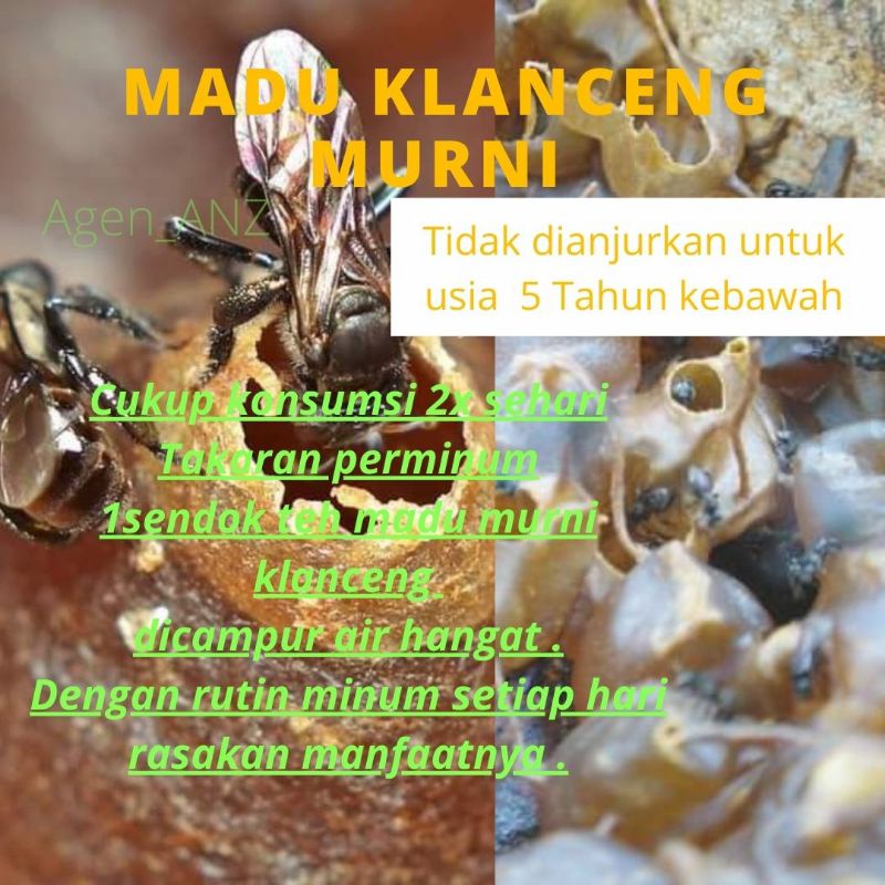 madu murni klanceng madu klanceng murni 250gram untuk asam urat darah tinggi lambung kolesterol gula darah