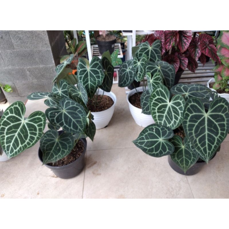 kuping gajah tarantula/clarinervium/kuping gajah karet