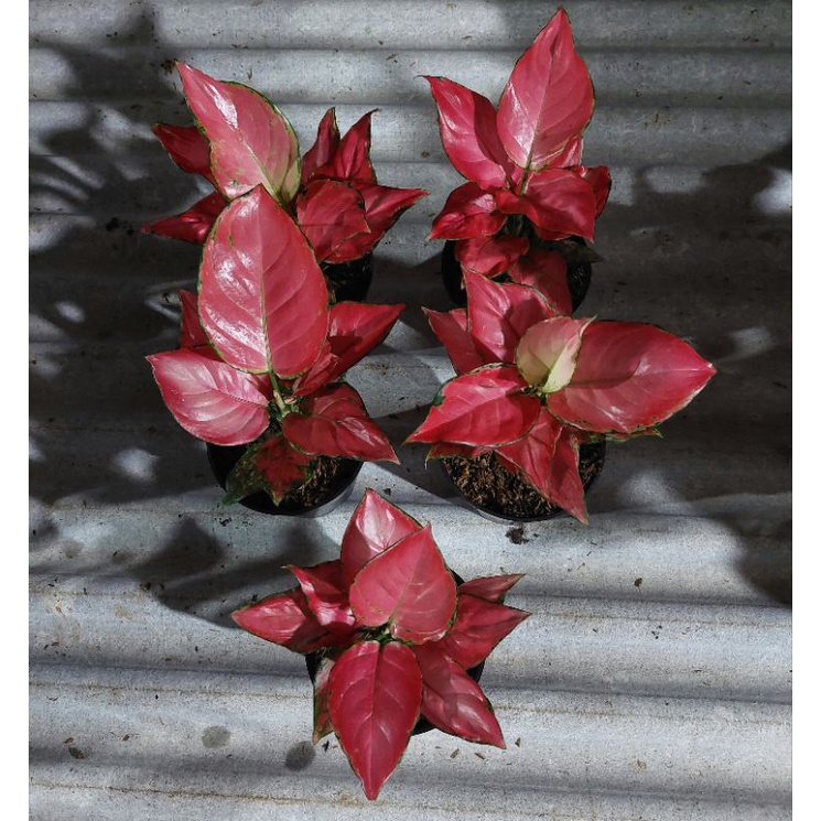 AGLONEMA PINK CATRINA 5 POT / Aglonema murah / Aglonema cantik
