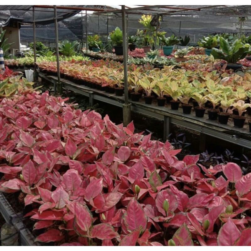 Paket 4Hemaf Aglonema baby Murah - Aglonema Baby