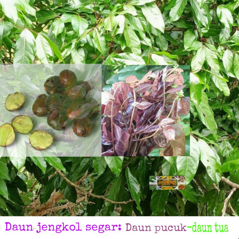 

Daun jengkol segar / 250 gram