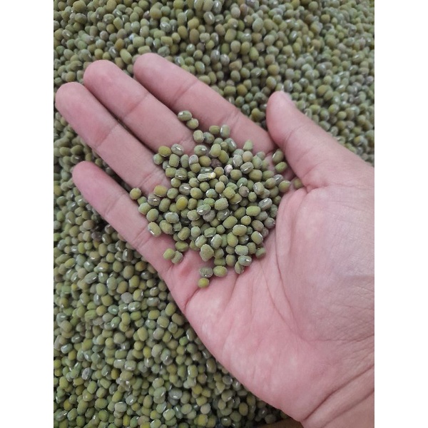 

KACANG HIJAU KONSUMSI BERKUALITAS UNGGUL 1000 gram