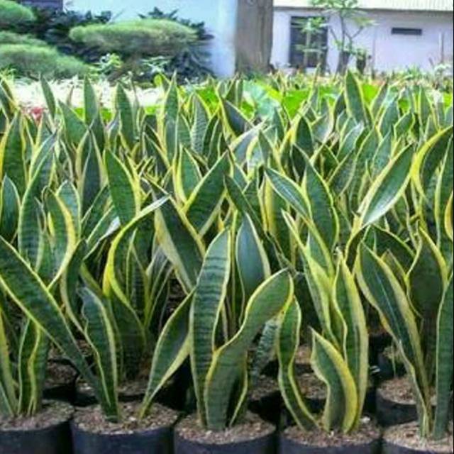 Tanaman Hias Sensivera lidah Mertua-Sensivera lidah Mertua