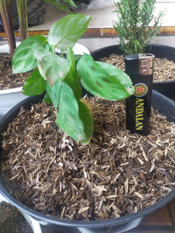 Calathea Levonero /kalatea Bibit Tanaman Hias Bunga