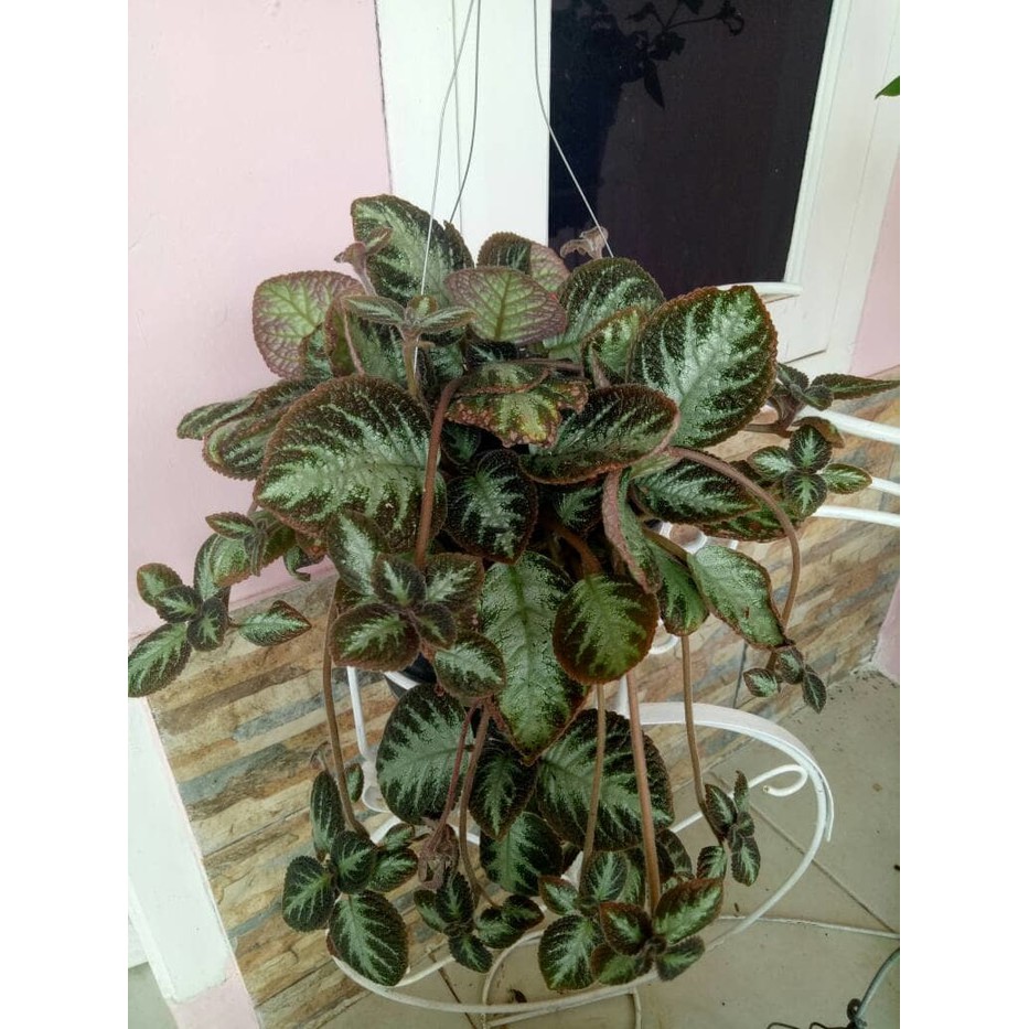 tanaman bunga episcia cupreata/daun beludru