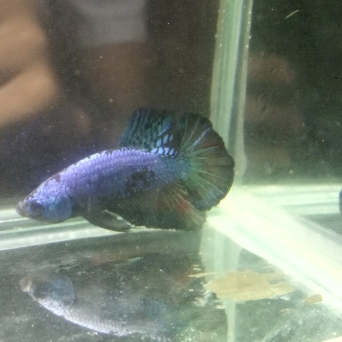 ikan cupang avatar gorden mumer bonus bahan nemo 1 ekor