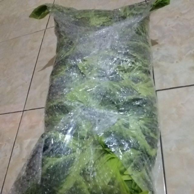 Wanflower Daun Mangga X5 * Hijau Lis Kuning (perlusin)