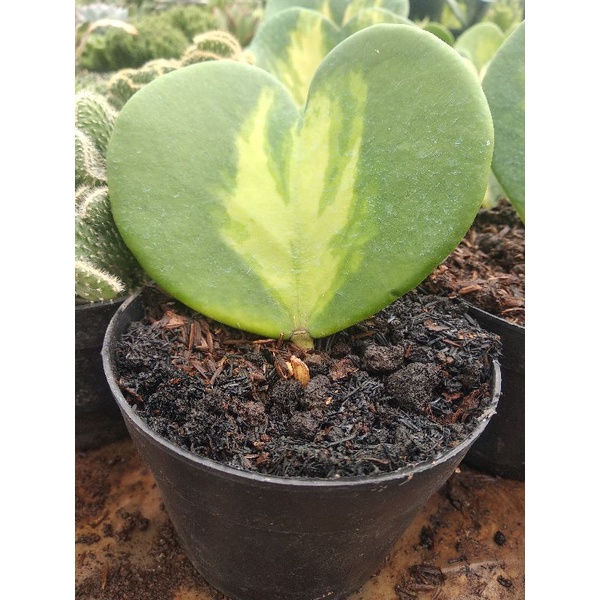 hoya love hoya kerri variegata tengah