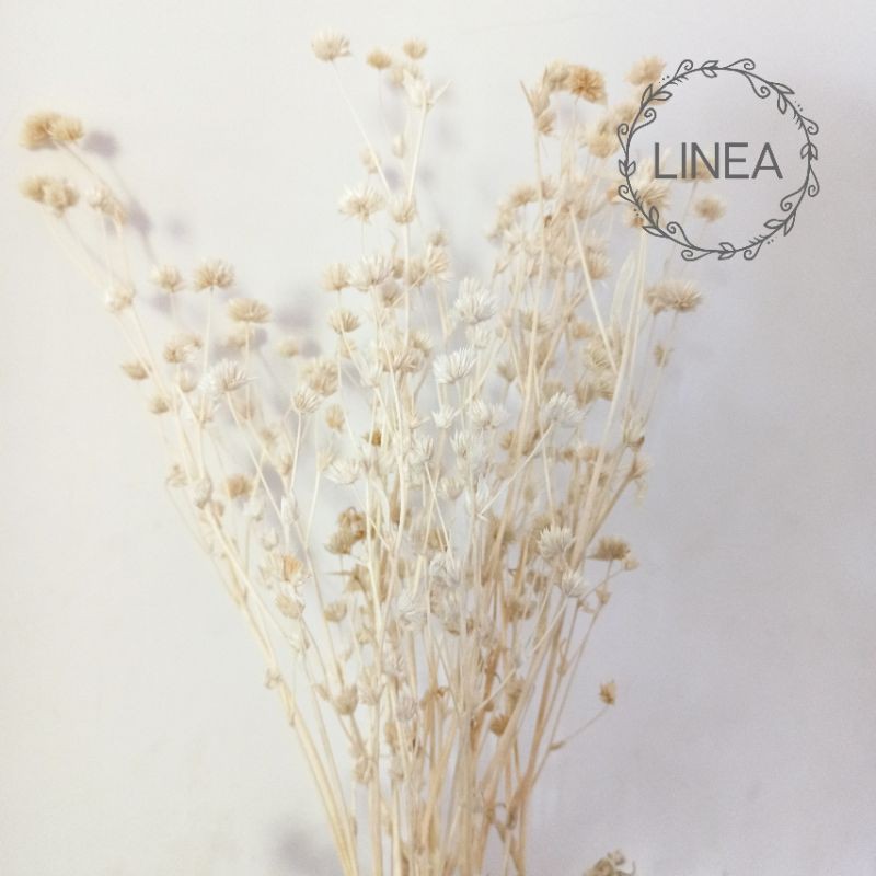 Jual Linea Dried Flower Bunga Kering Tapak Liman Preserved Flowers