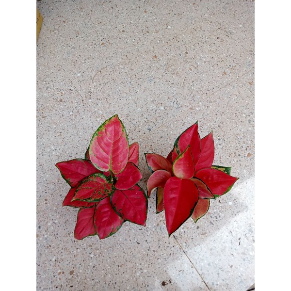 aglonema paket super red Anja maroon &amp; suksom spesial