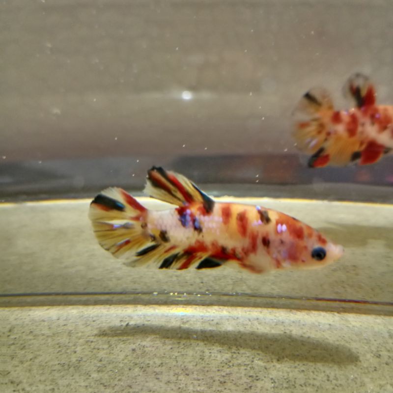 

Ikan cupang Yellow base multicolour galaxy