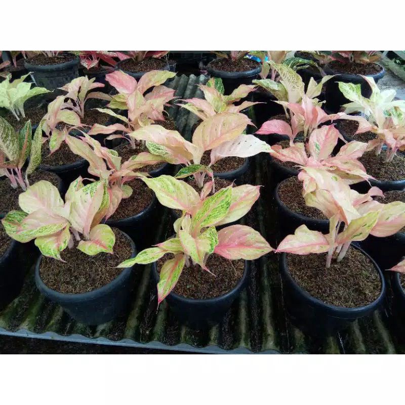 MURAH ANAKAN/BABY AGLONEMA BIDADARI DAUN 1/2