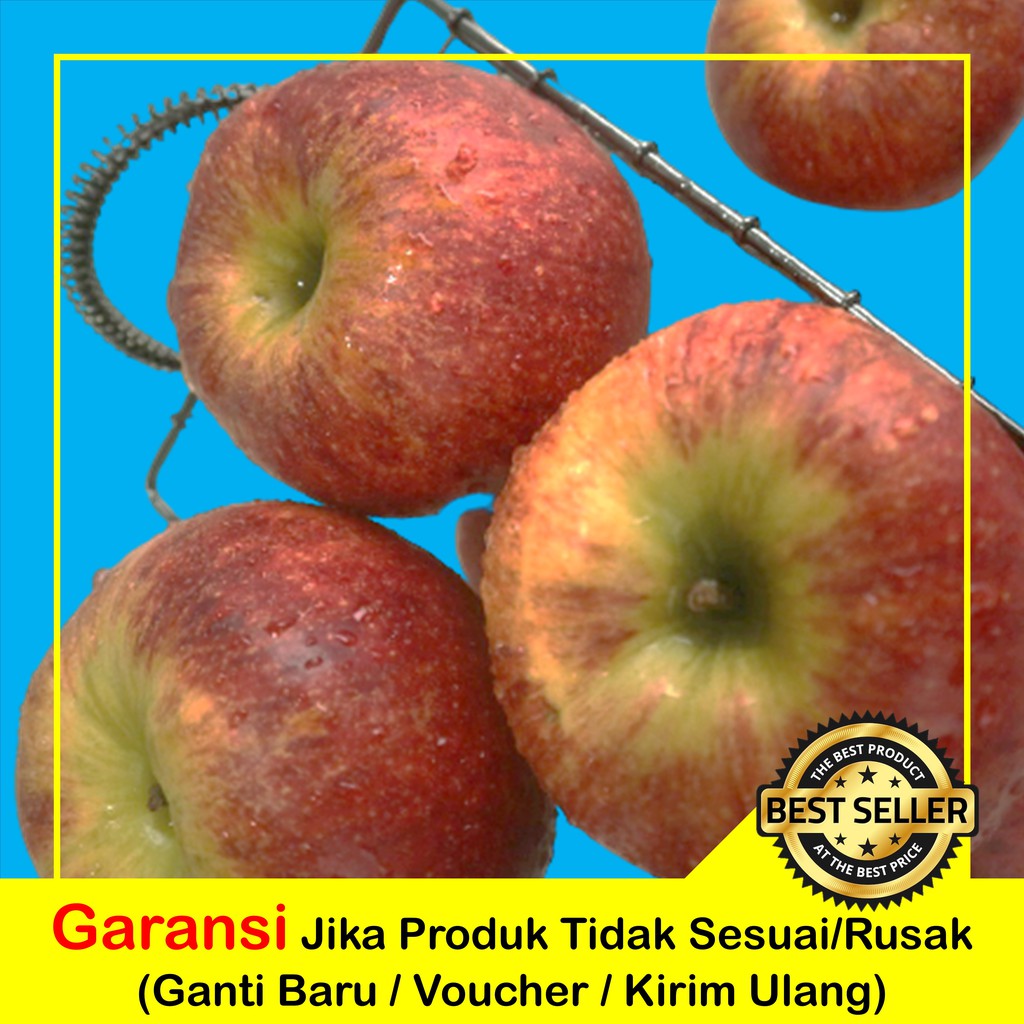 

BUAH APEL ENVY SEGAR JUMBO | APEL FRESH SEGAR JUMBO