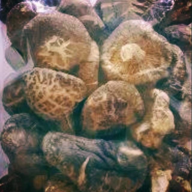 

Jamur Shiitake