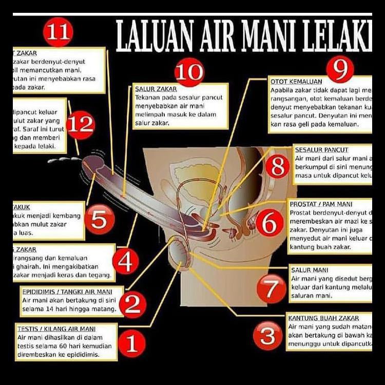 ⭐⭐⭐⭐⭐Terbaru Permen Lorenxo Original Sedia Hickel-Soloco-Mensexotic-Double Coconut- kode 36⭐⭐⭐⭐⭐