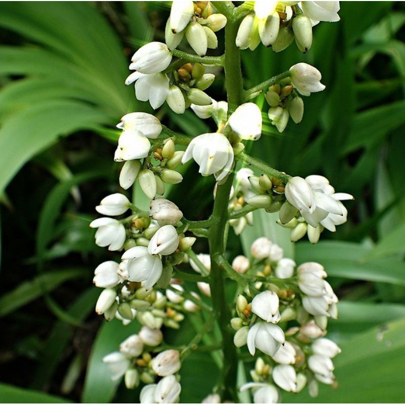 Anggrek Tanah Daun Kipas atau Xiphidium Caeruleum