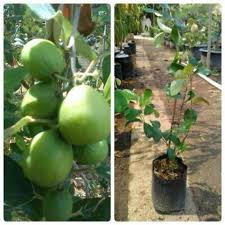 Bibit Buah Apel Putsa/Apel India Okulasi Unggulan Cepat Berbuah