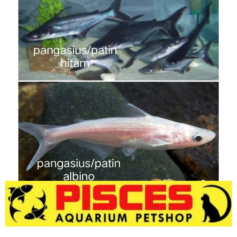 ikan hias patin hitam albino