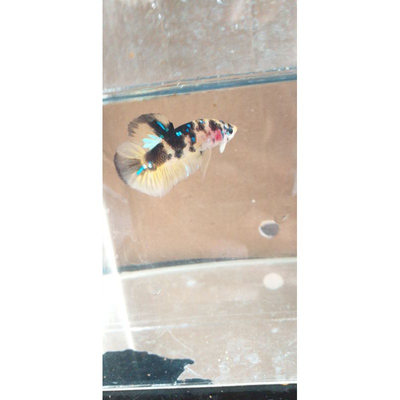 

ikan cupang hias Yellow koi