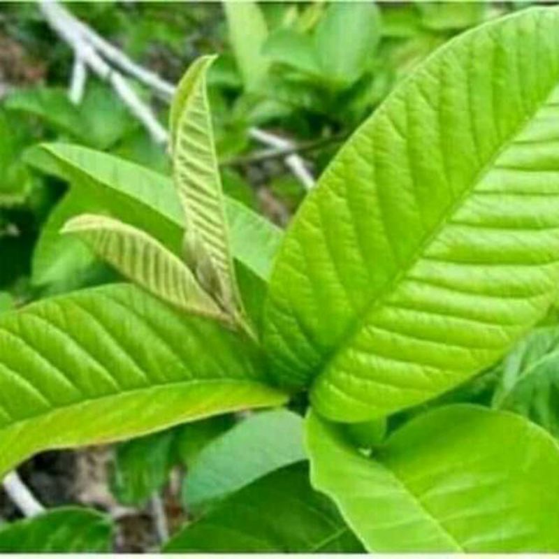 

daun jambu biji segar