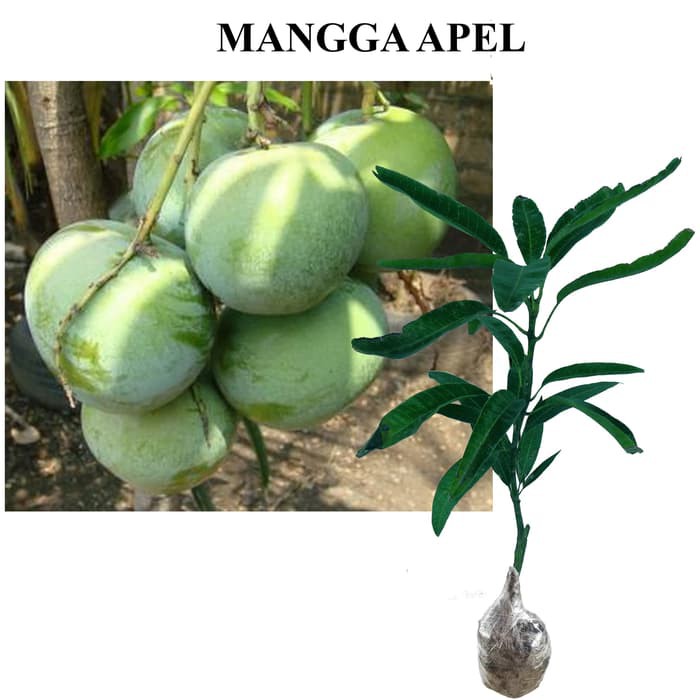 Bibit Tanaman Mangga Apel Cm Shopee Indonesia