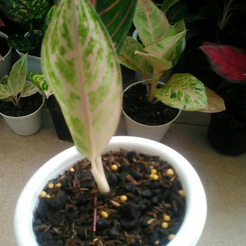 aglonema POS mutasi bibit daun 2 realpict pride of sumatra