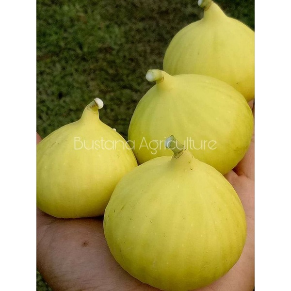 Bibit buah tin kuning jumbo jenis Jin Ao Fen